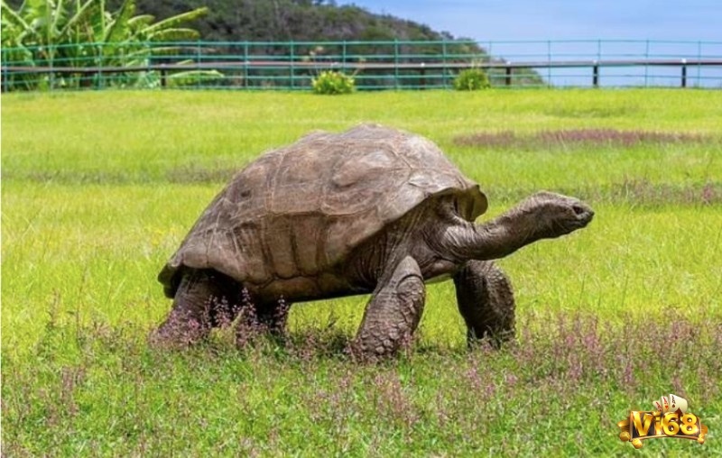 Giải mã giấc mơ thấy rùa giúp bạn ăn tiền thưởng 