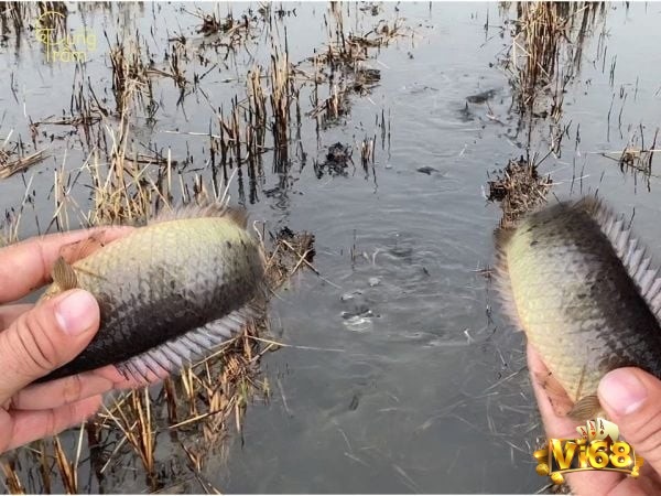 Mơ thấy bắt cá rô chứng tỏ bạn chuẩn bị có khoản tiền bất ngờ
